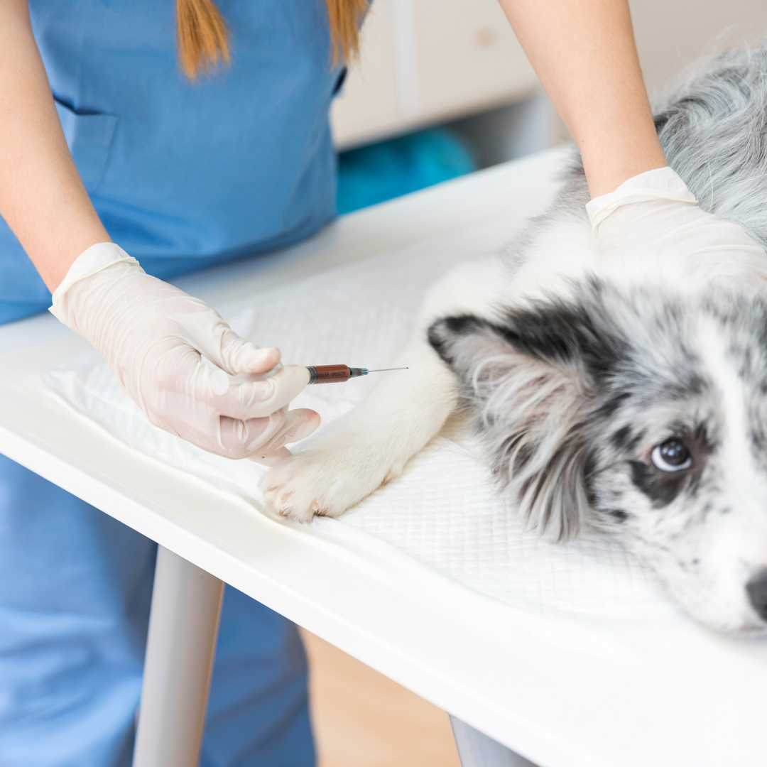 Očkovací kalendár psíka